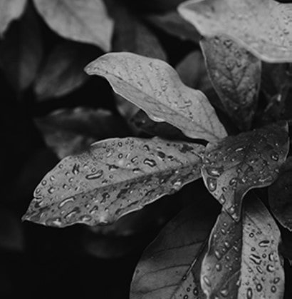 New Life we grieve plant